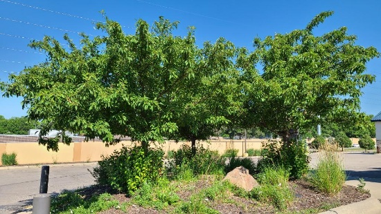 3 Trees, Approx. 12ft Tall Ea, Buyer Responsible to Remove, Produces a Choke Cherry Type Fruit