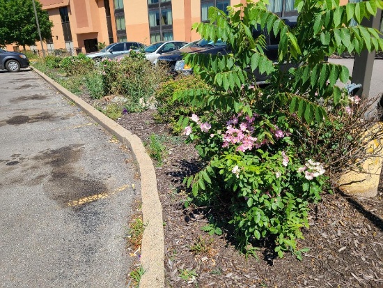 Lots of Rose Bushes and Shrubs on Parking Island Outside of Tower Entrance, Approx. 10