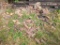Piles of Reclaimed Murphysboro Paving Brick Co EGYPTIAN Bricks & Some Other Bricks