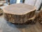 Two Kiln Dried Walnut Live Edge Slabs Approx. 20in