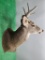 Whitetail Buck Deer Taxidermy Mount