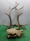 Antlers and Skull