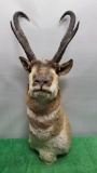 Antelope Male Taxidermy Mount