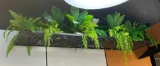 Metal Plant Shelf w/ Artificial Plants, Suspended from Ceiling, Buyer to Remove