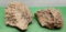 Two fossilized coral pieces