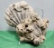 Fossilized shells - see picture