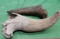 Two fossilized horns