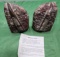 Two piece fossil - Ortyhoceras - a straight shelled fossil - see description