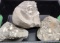 Three large fossils - see pictures