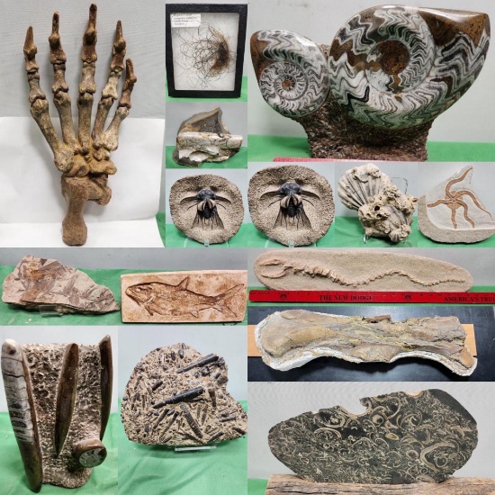 Prehistoric Fossil Collection