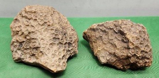 Two fossilized coral pieces