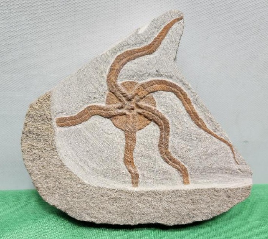 Fossilized star fish relative - see pictures