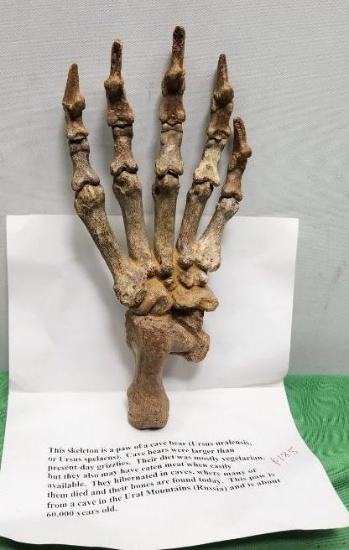 Skeleton paw of a cave bear