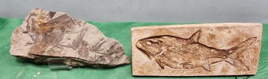 Two pieces - fossilized fish and fossilized sea plant - see pictures