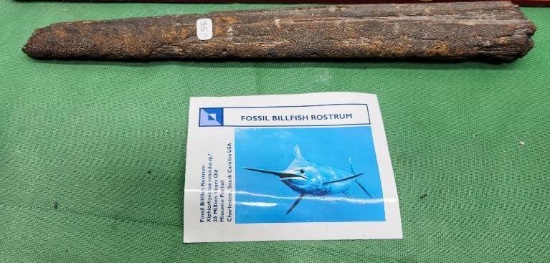 Fossil Billfish Rostrum