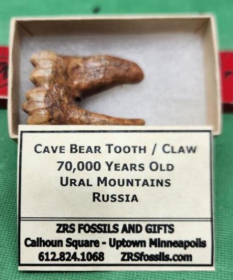Cave bear Tooth/claw 70,000 years old Ural Mountains Russia