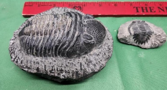 Two pieces - Fossilized possible trilobite