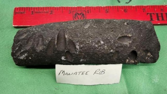 Fossilized Manatee Rib