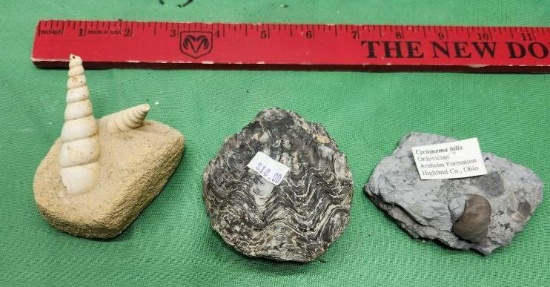 Three fossils - see picture - one is a cyclonema bilix