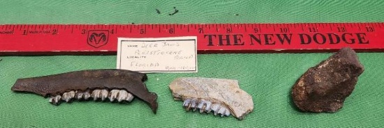 Two fossils of deer jaws, and a fossilized bone - see pictures
