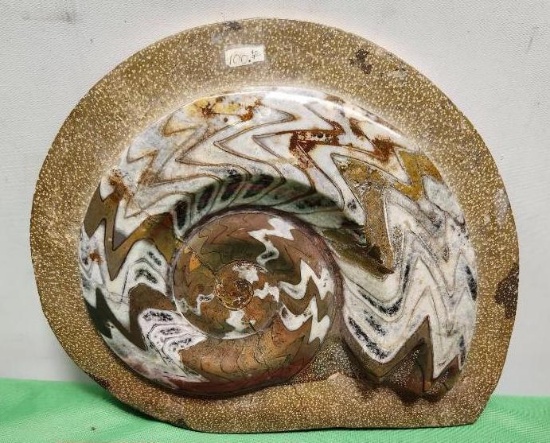 Ancient Nautilus fossil