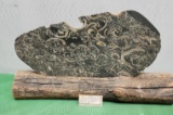 Crawstone Fossilized limestone with turritella snails, clams & flabellum (hotR) corals, El Rosario,
