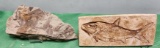 Two pieces - fossilized fish and fossilized sea plant - see pictures