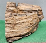 Petrified wood