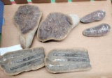 Pair of fossil leaf, Ledidostrophyllom - see pictures - six total pieces