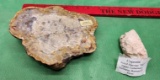 Two fossilized Coprolite dinosaur dung/pies