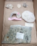 Assortment of fossils - sand dollar, sea bottom, oyster - see pictures