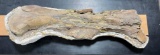 Dinosaur bone from private land in South Dakota - Tyrannosaurus Rex or Hadrosauridae / Duck-Billed