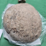 Fossilized Hadrosaur Egg