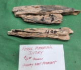 Fossil Mammoth Ivory