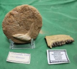 Fossilized emchodus tooth and Oreodont
