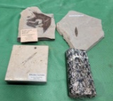 Four various plant fossils - see pictures