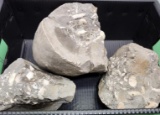 Three large fossils - see pictures