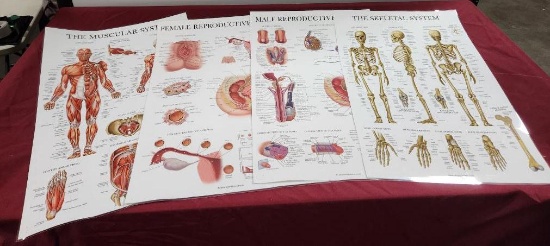 Four Medical Training Charts, Male & Female Reproductive Systems, The Skeletal System, Muscular