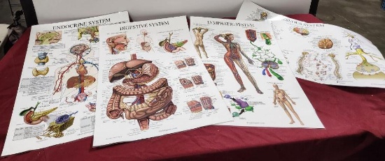 Four Medical Training Charts, Nervous, Endocrine, Digestive and Lymphatic Systems