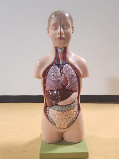 Anatomical Human Body Model w/ Removable Organs