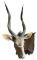 African Nyala Taxidermy Mount (Spiral-Horned Antelope) Shoulder Mount