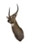 Waterbuck Taxidermy Shoulder Mount aka Grey Ghost