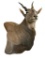 African Eland Taxidermy Shoulder Mount