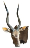 African Nyala Taxidermy Mount (Spiral-Horned Antelope) Shoulder Mount