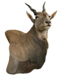 African Eland Taxidermy Shoulder Mount