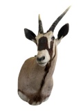 Gemsbok Oryx Taxidermy Shoulder Mount, African Wildlife