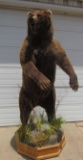 Alaskan Brown Bear Full Body Mount-