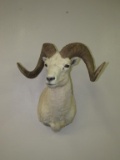 Doll Sheep Shoulder Mount-