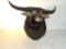 Australian Water Buffalo Shoulder Mount-