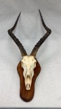 Nyala Mounted Skull-